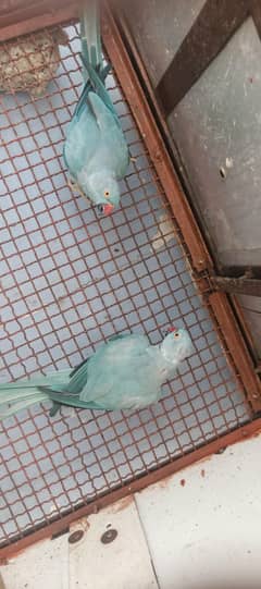 Blue Ringneck Ready to 2nd breed