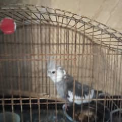 parrots cockatiel male