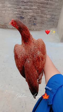 Aseel quality madi for sale available 2700