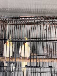 Cocktail breeder pair