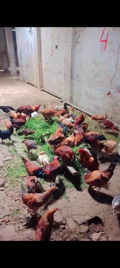 godan misry murgian for sale 6 manth age