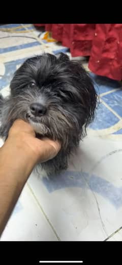 Shitzu full trained