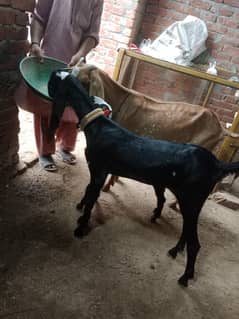 desi nagra female