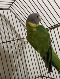 plum head friendly female parrot for sale