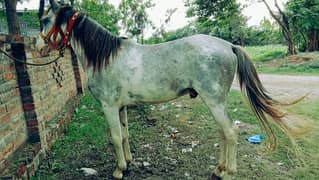 Beautiful Heathly Horse  For sale - Well - trained and Gentle