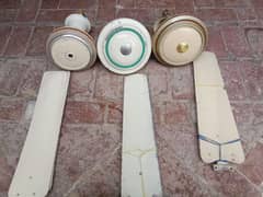Ceiling Fans