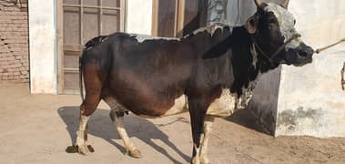 cow  full aseel .