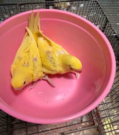 yellow