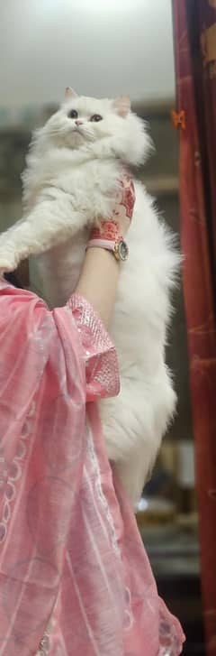 White Persian cat for sale