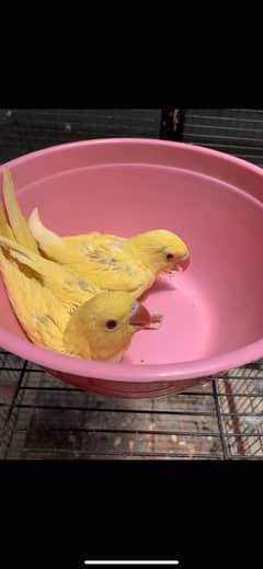 Yellow ringneck