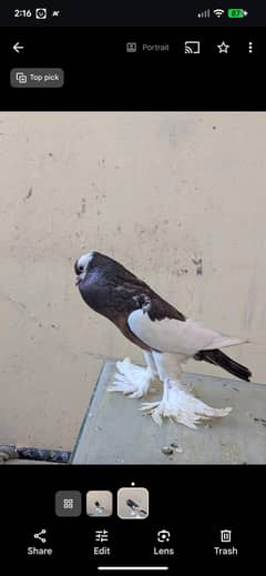 breeder pair gaurnatee  nakab posh / jacobin gubbara / pouter  l