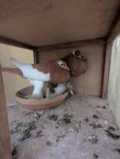 breeder