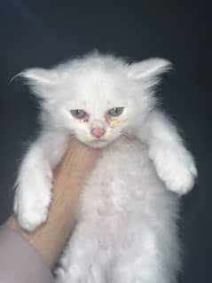Persian triple cotted