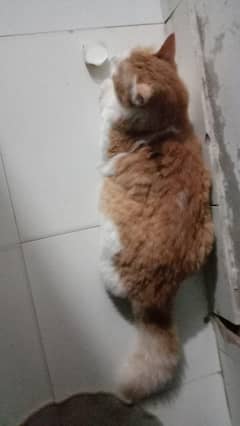 cat name hero
