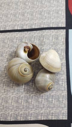 natural unique sea shell decoration and aquarium