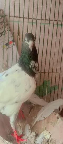 Ch Sakhi Bhatti wali teddy breeder mada for sale cn