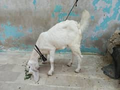 Bakri ka Bacha for sell healthy & active
