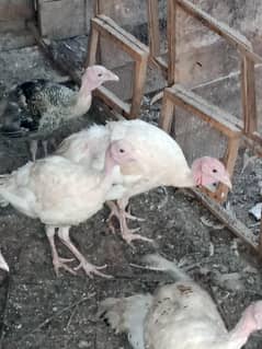 turkey 4 sale in multan
