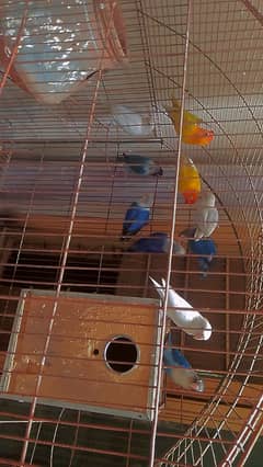 Love birds and Pied dove breeders