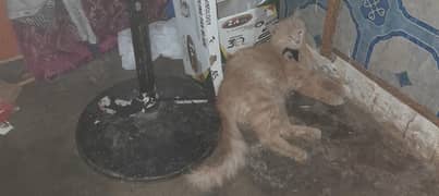 2 years pearshian cat