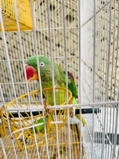 Parrot for Sale
