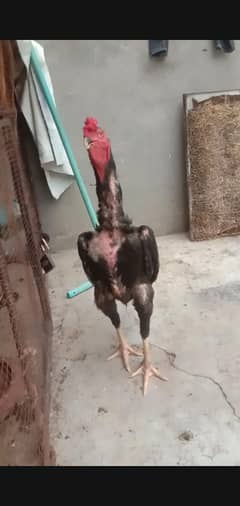 bkack shamo pair 03297535706