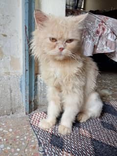 Persian cat urgentl sale