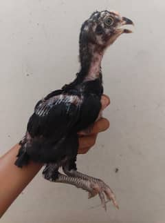 high quality 2 month plus muskha chicks for sale 03323944122 WhatsApp
