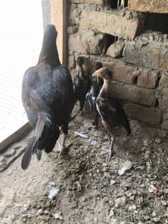 pure aseel choza for sale
