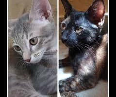 Two kittens 2.6 month