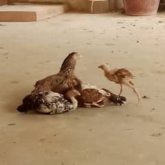 01 male, 3female, 4 chicks