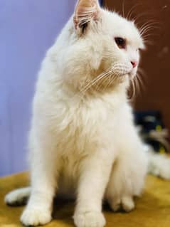 Persian