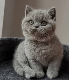 British Shorthair kitten