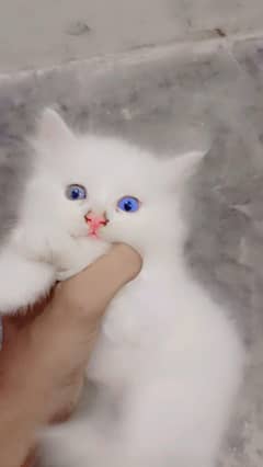 pershion kitten for sale
