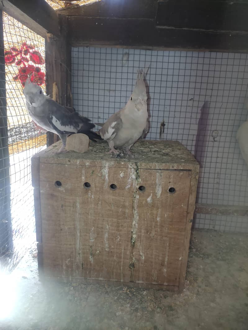 charcoal cocktail breeder pair for sale 3