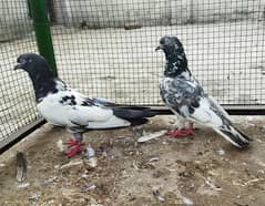 Rampuri male sharmeli female hi flyer pair cargo possible 03161510578