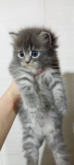 triple coated kitten