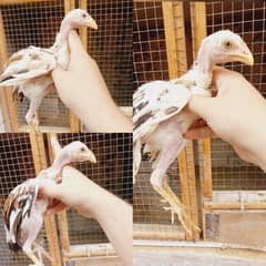 Mianwali Aseel chicks and desi pair