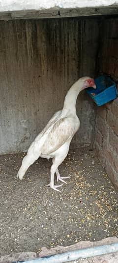 Heera Pair with white Noke Nali