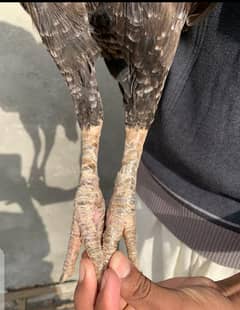 black aseel  murgi from mianwali
