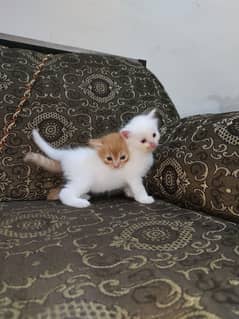 Parisian triple coat kittens