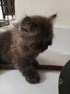 Male Persian kitten