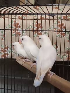 Breeder Pairs of Love Birds