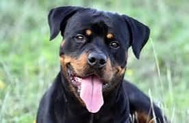 Pure German Rottweiler Male puppy 8 month old