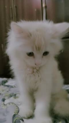baby cat