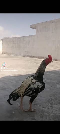 00ppp