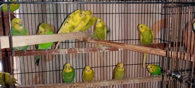 Australian parrots | Budgies