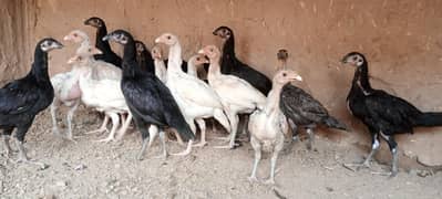 heera and thai chicks
