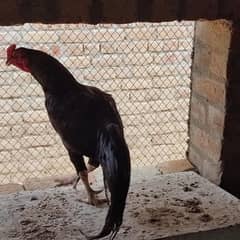Aseel Murga For Sale