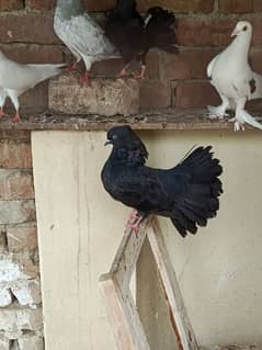 Lucky pigeon 6 piece